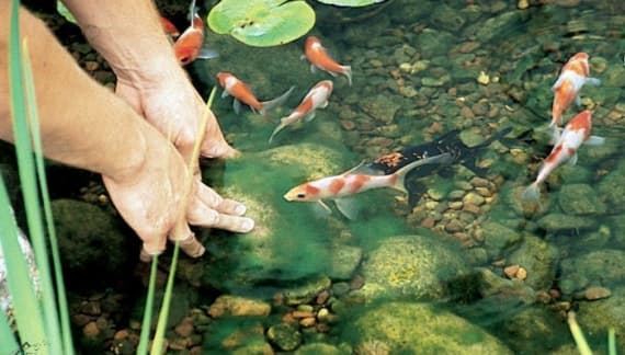 Pond Cleaning - NaturesAquascapes